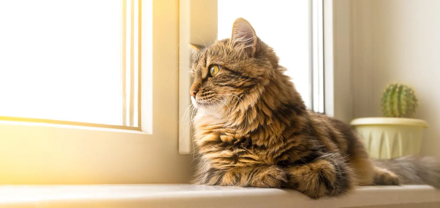 Long-haired tabby cat sitting on a sunlit windowsill looking outside, with a small potted cactus beside it