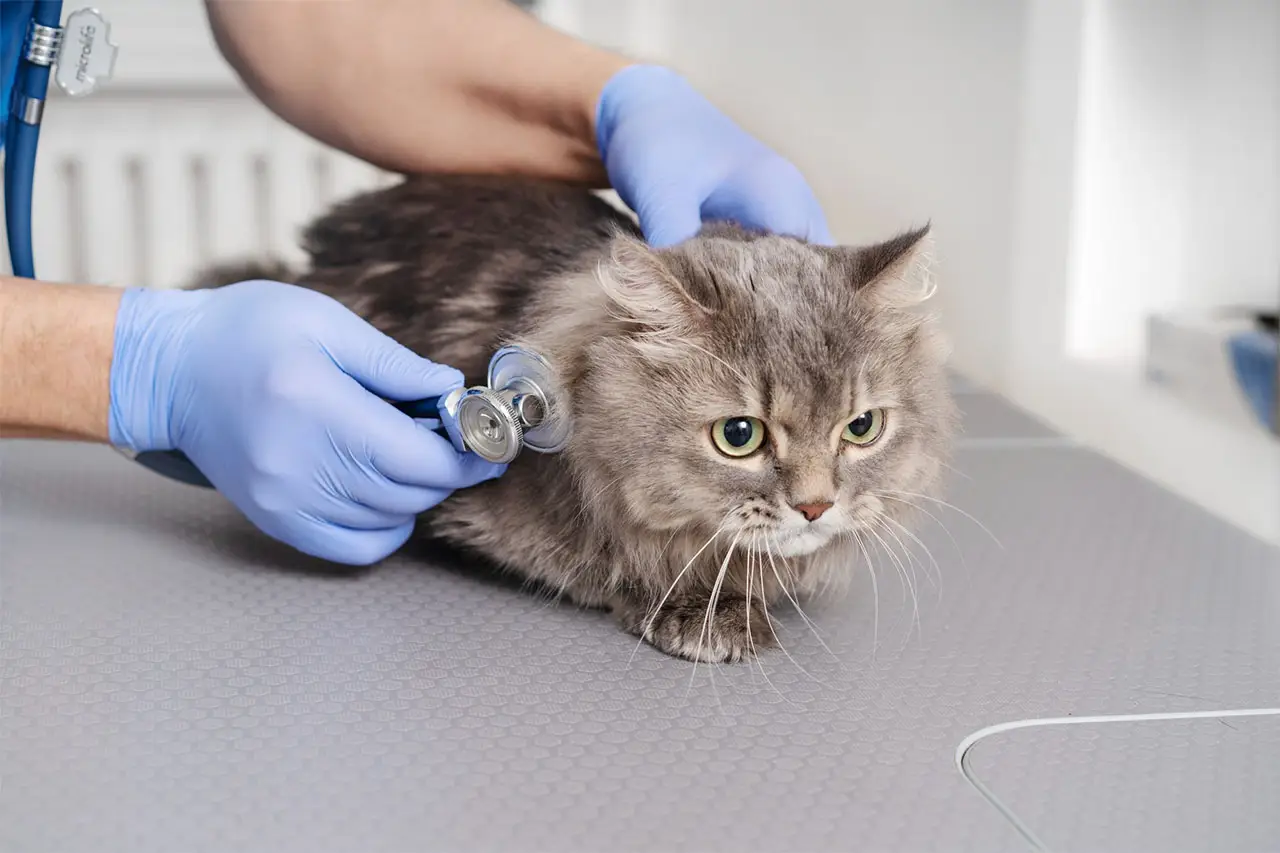 A gloved Petbook vet listening to a grey cat's chest with a stethoscope during an urgent visit at the Al Quoz clinic