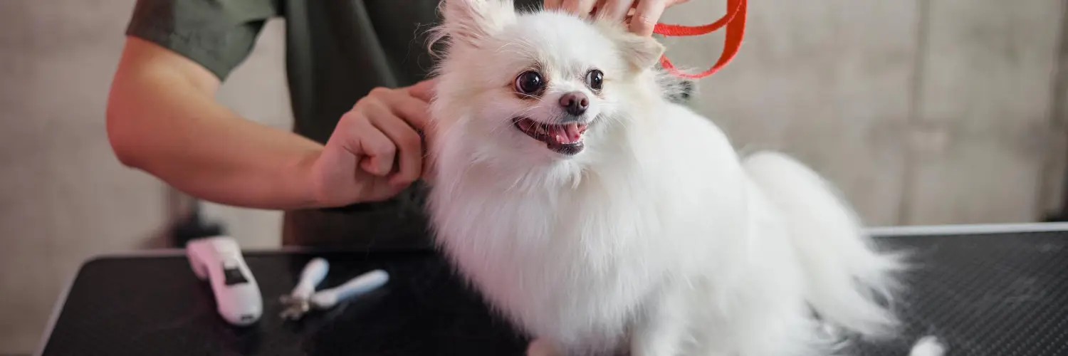 A white Pomeranian standing on a grooming table while a groomer holds its ear