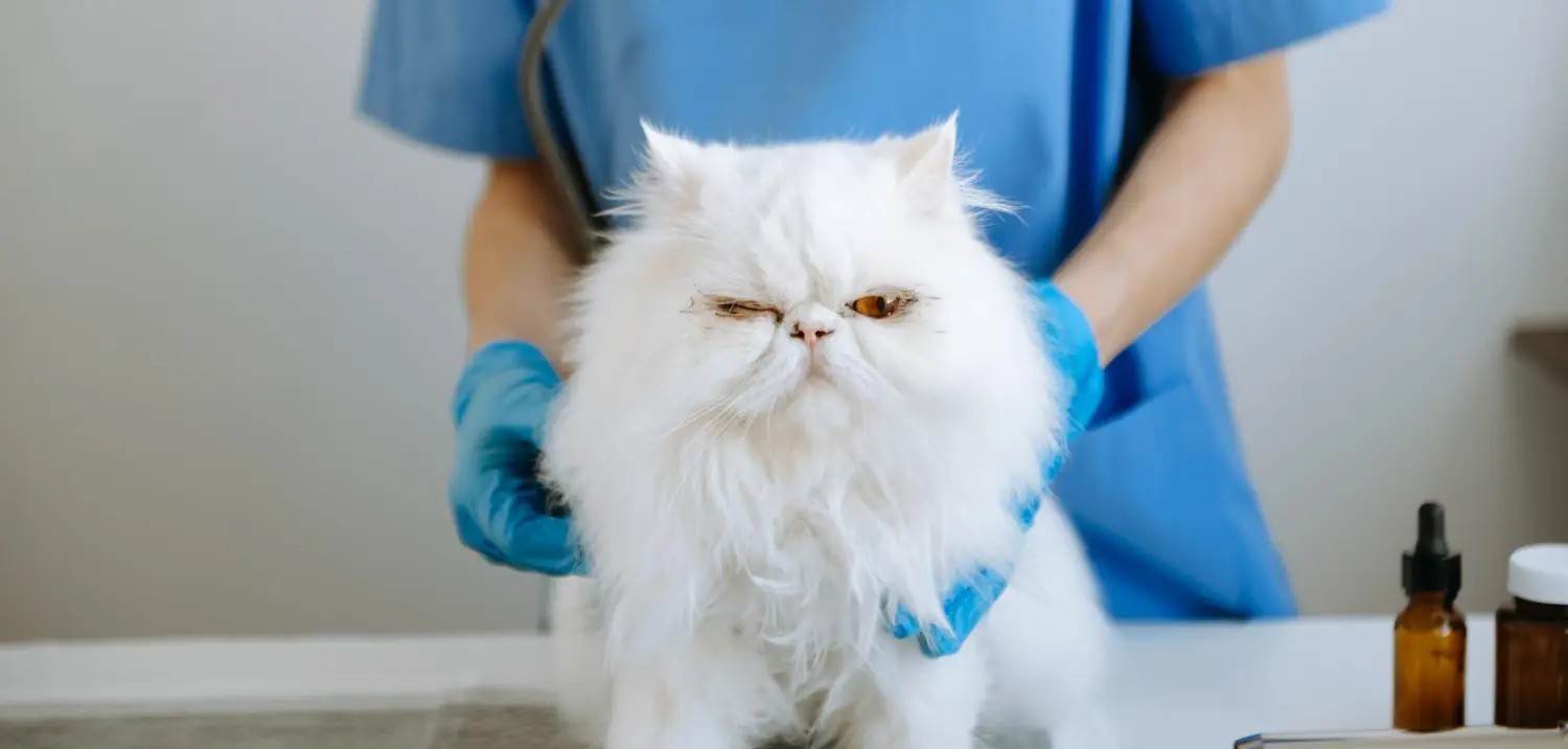 A long-haired white Persian cat held steady on a clinic table by gloved hands in blue scrubs