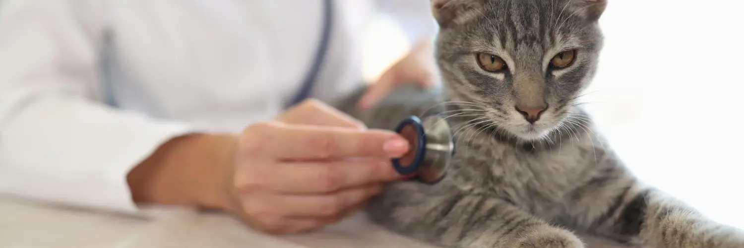 A tabby cat examined with a stethoscope on the consult table at a bright veterinary clinic