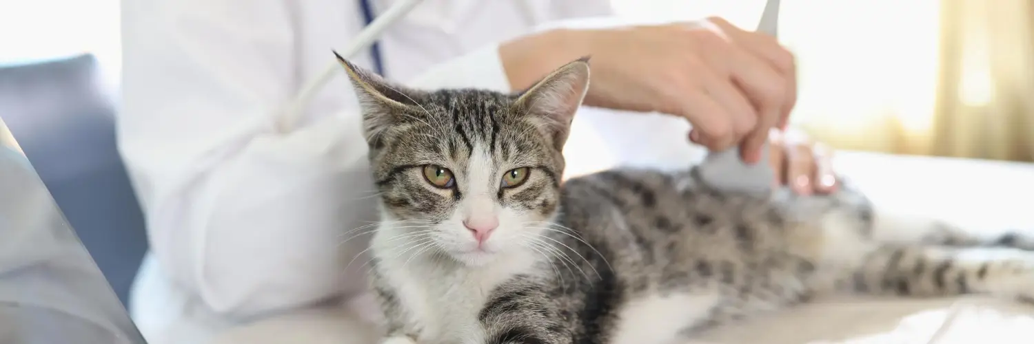 A tabby and white cat lying calmly on its side while a veterinarian scans its abdomen with a handheld ultrasound probe