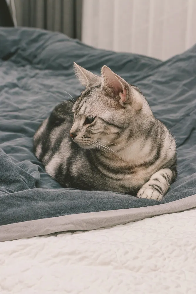 Silver tabby cat lying comfortably on a blue-grey duvet in a quiet bedroom
