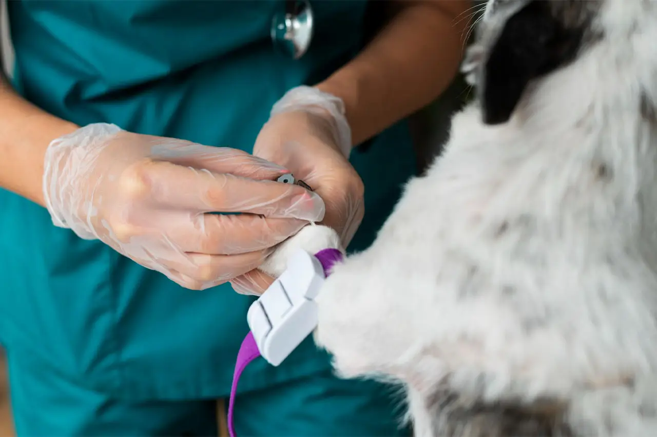 A dog under monitored anesthesia at Petbook Veterinary Clinic in Al Quoz 3, Dubai, with a recovery cone fitted before going home