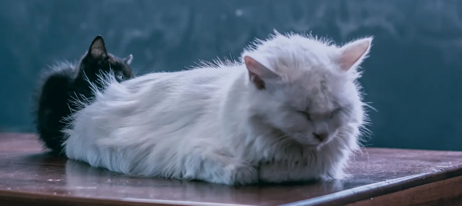 A long-haired white cat dozing on a wooden table with a black cat resting behind it