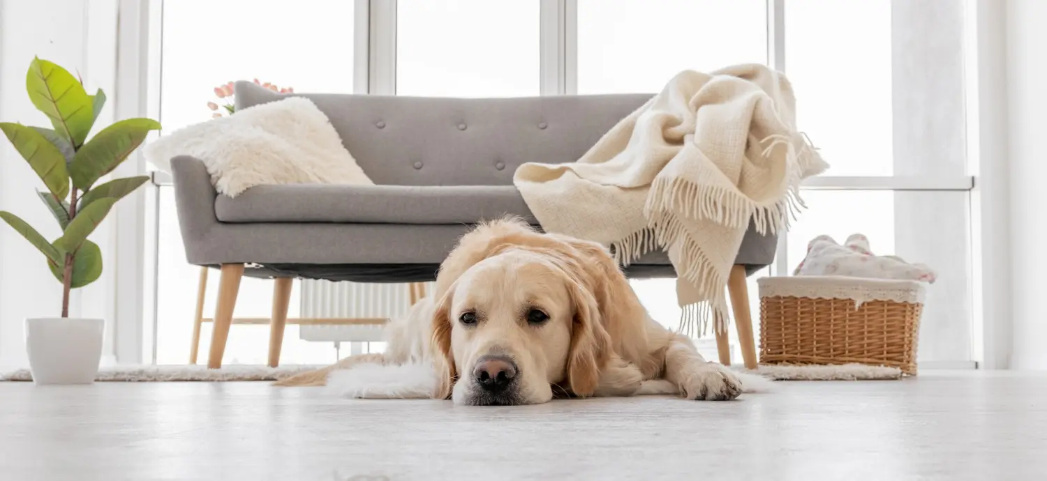 Golden retriever resting on a light wooden floor beside a grey sofa in a bright, calm living room.