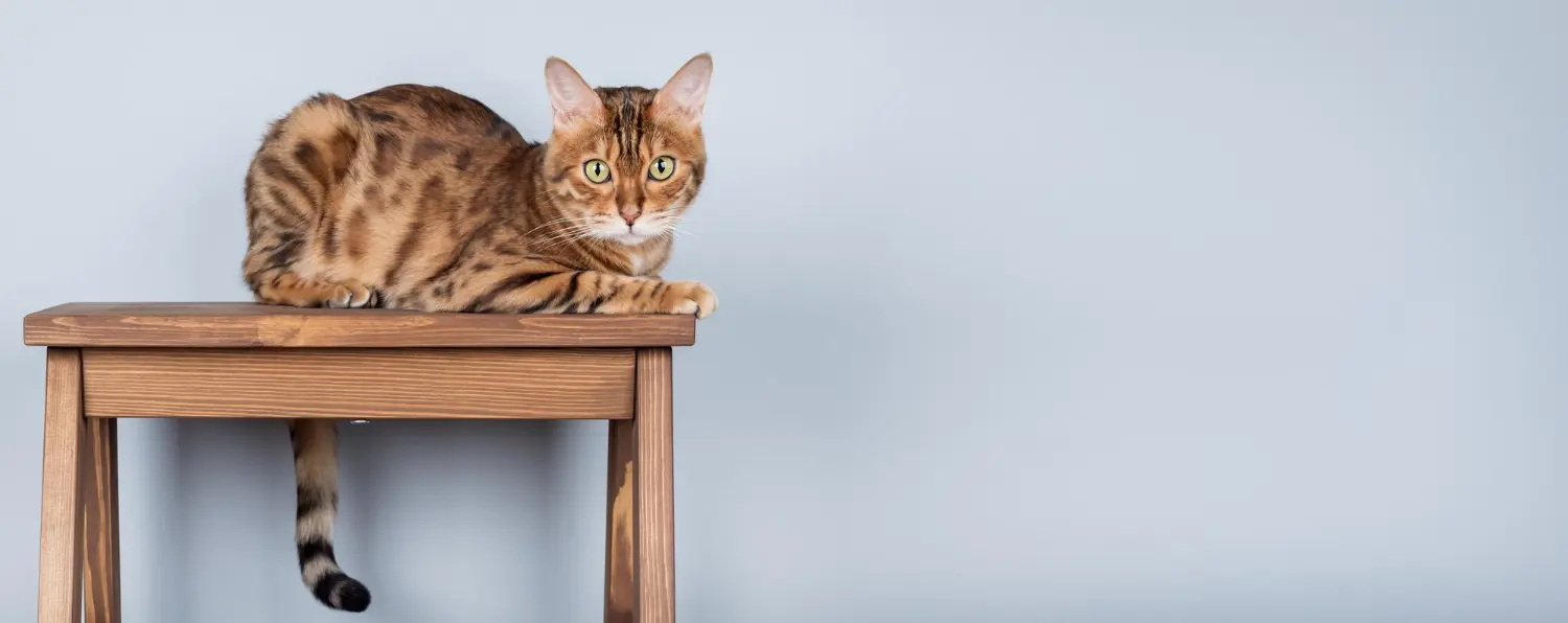 A young tabby cat sitting upright on a wooden table against a plain wall