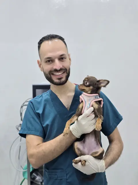 طبيب بتبوك يحمل كلب تشيهواهوا صغيراً في غرفة العلاج