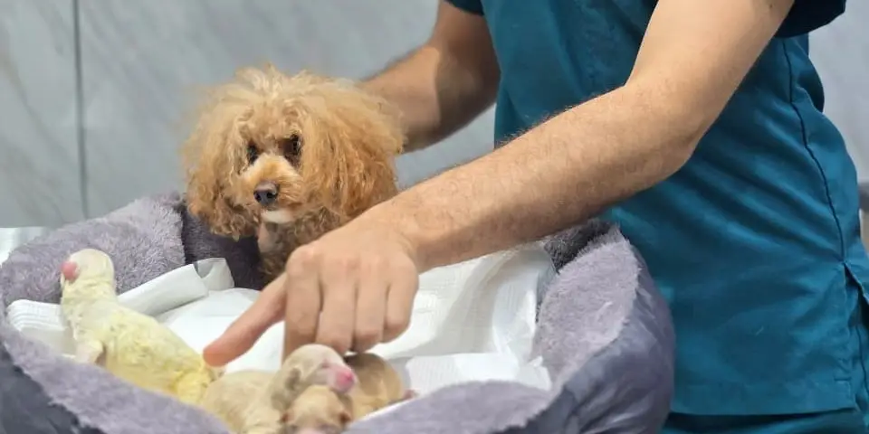 A Petbook veterinarian in teal scrubs checking an apricot toy poodle and her newborn puppies in a soft bed at the Al Quoz clinic