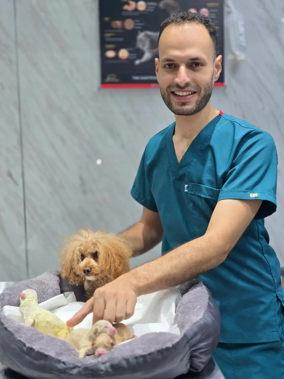 طبيب بتبوك يعتني بكلبة بودل وجرائها حديثة الولادة